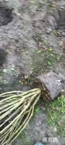 高度150厘米丛生木槿