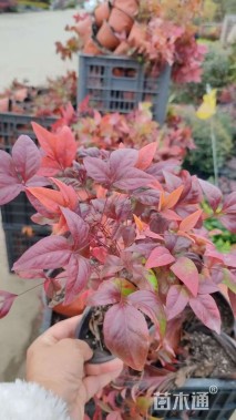 高度20厘米火焰南天竹