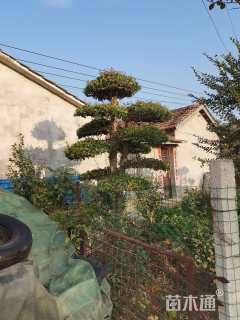 17公分柞树