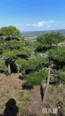 高度600厘米油松