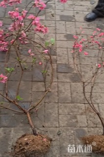 高度120厘米映山红