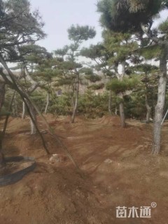 高度500厘米油松