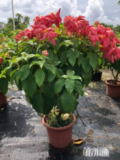 高度15厘米粉叶金花