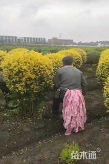 冠幅180厘米金禾女贞球