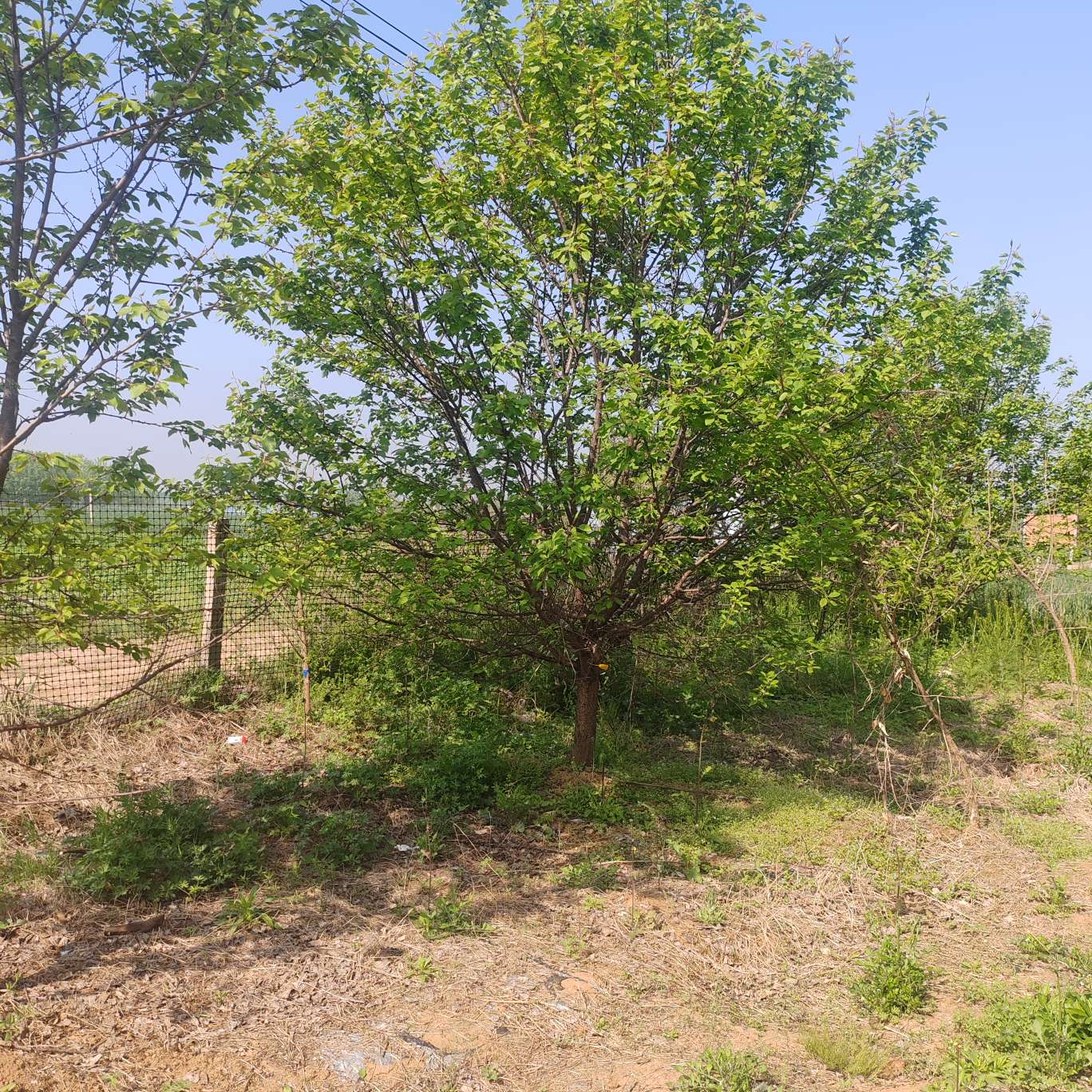 12公分山杏