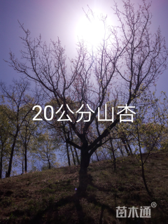 常年供应大型丛生树