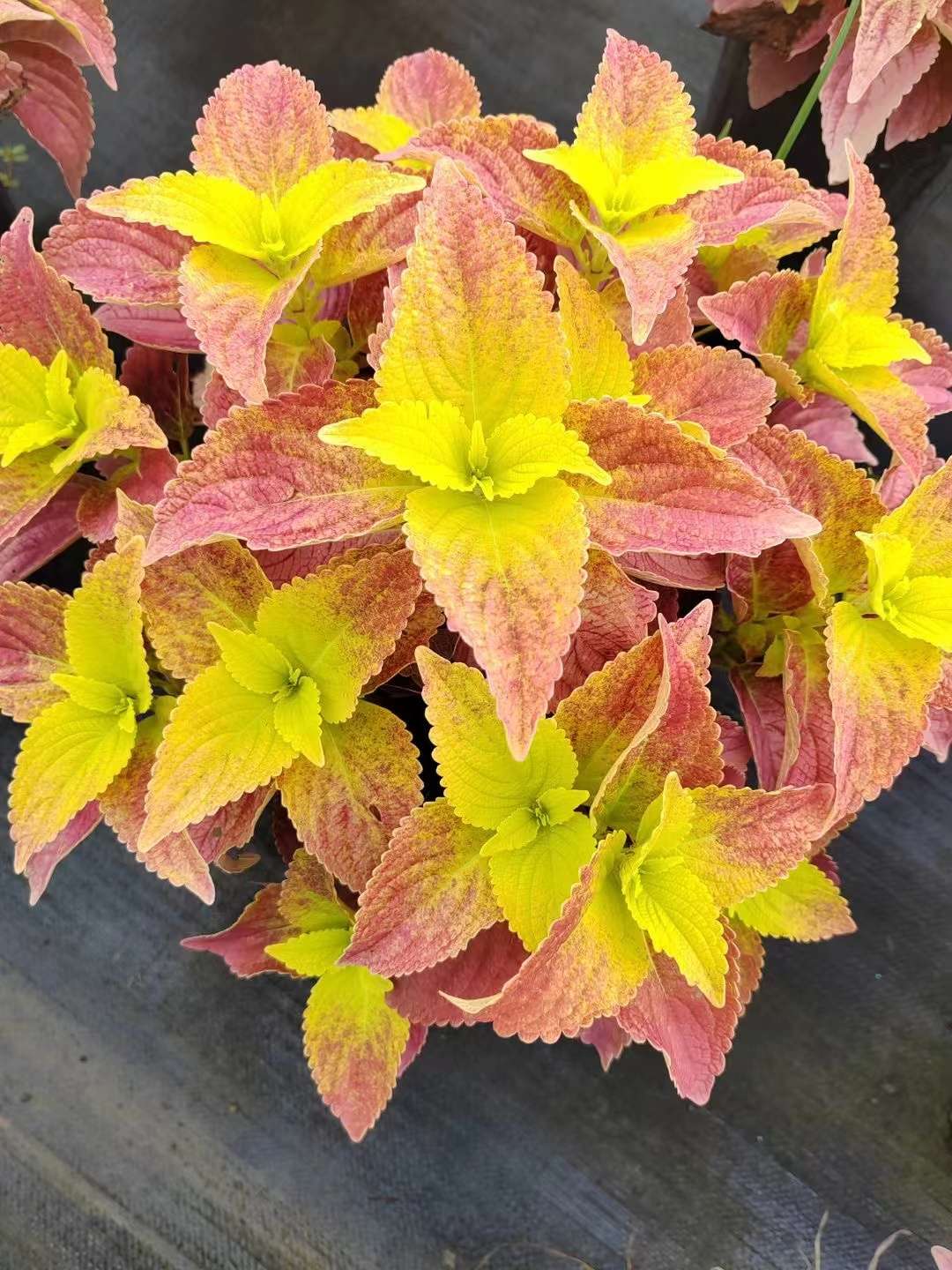 高度40厘米彩叶草