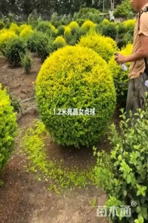冠幅1.2厘米亮晶女贞球