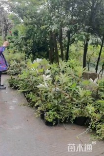 高度50厘米高山杜鹃