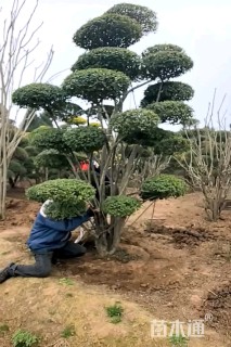 高度200厘米造型小叶女贞