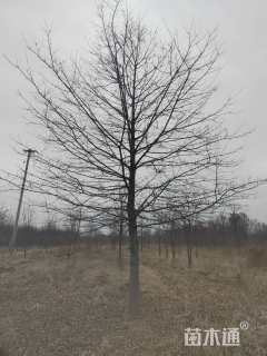 20公分美国红枫