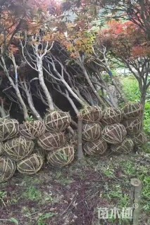 5公分红枫