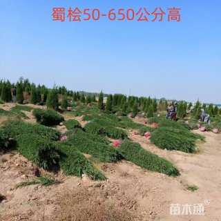 高度250厘米蜀桧