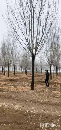 18公分白蜡