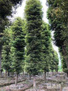 25公分金丝楠木