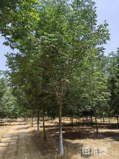 13公分秋紫白蜡