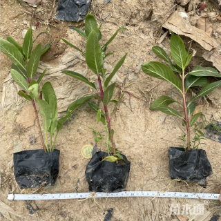 高度15厘米长春花