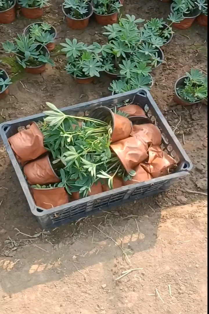 高度30厘米羽扇豆
