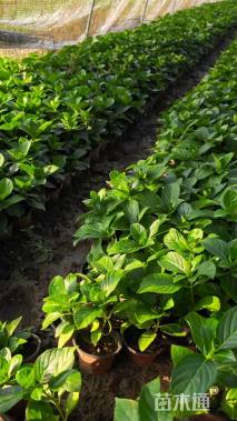 高度20厘米绣球