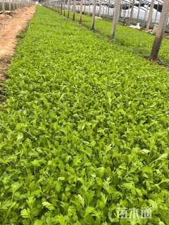 高度15厘米冰岛虞美人