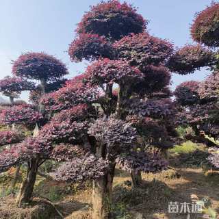 20公分造型红花继木桩