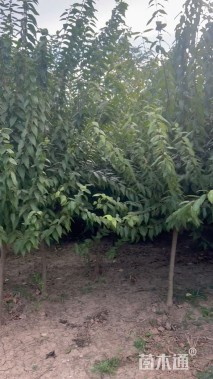 高度250厘米蜡梅