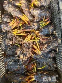 高度15厘米睡莲