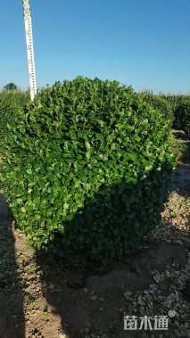 冠幅150厘米冬青球