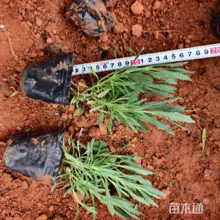 高度15厘米薰衣草