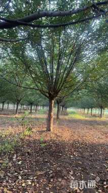 18公分北美海棠