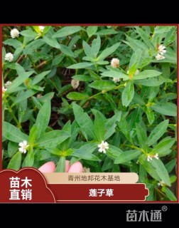 高度20厘米莲子草