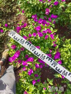 高度60厘米紫花三角梅