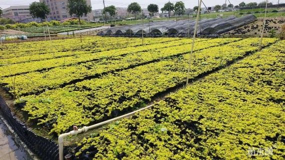 高度10厘米金叶过路黄