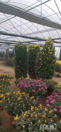 高度30厘米菊花