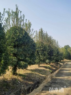 10公分桂花