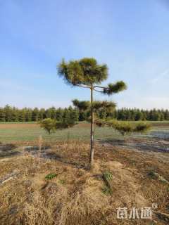 15公分造型黑松