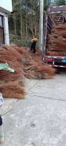 高度50厘米水杉小苗