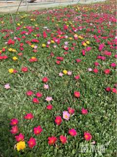 高度15厘米太阳花