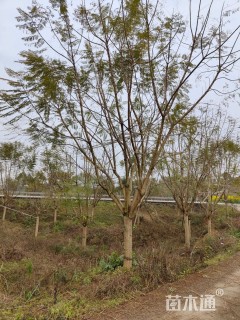 22公分蓝花楹