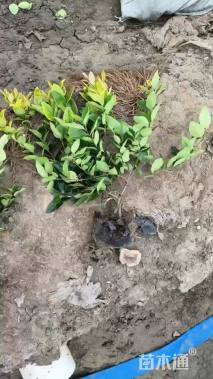 高度30厘米金森女贞