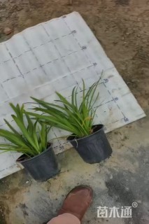 高度20厘米百子莲