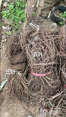 40厘米三叶地锦