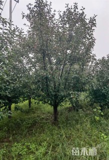 高度800厘米丛生美国红枫