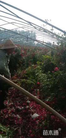 高度150厘米蔷薇
