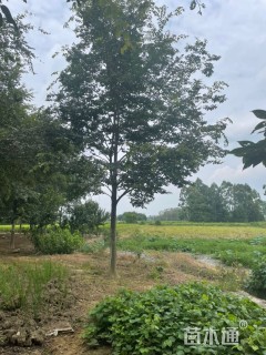 20公分朴树