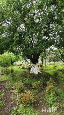 100公分造型朴树