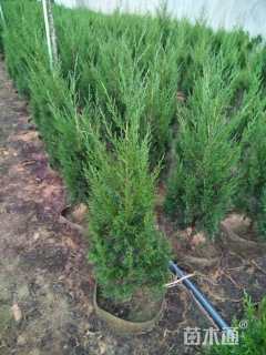 高度50厘米塔柏