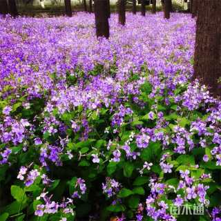 高度15厘米二月兰