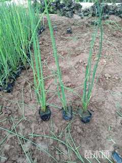 高度32厘米水葱