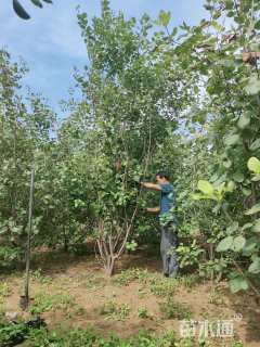 12公分巨紫荆